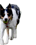 An animated cut-out of a collie running with a ball